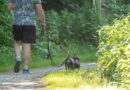 Dog law change is now in force and ‘extended to paths and roads’