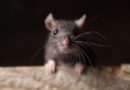 Keep rats out of your house and garden with 3 smells they absolutely hate