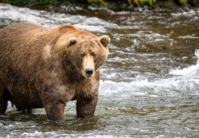 Horror as soldiers attacked by bear during training exercise | World | News