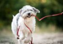 Dog owners urged to stop making 1 common mistake on walk