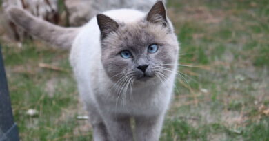 ‘I’m a vet and there’s 5 cat breeds I’d never own as pet’ | UK | News