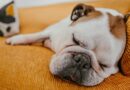 Vet outlines how much sleep dogs actually need
