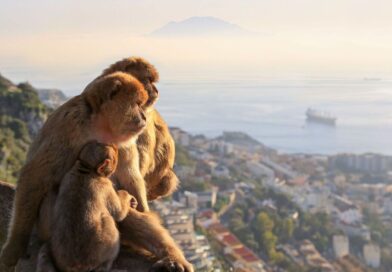 Fury in Gibraltar over what tourists have been feeding its famous monkeys | World | News