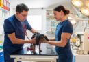 ‘I’m a vet – these 4 tips could keep your pet healthy and cut bills’