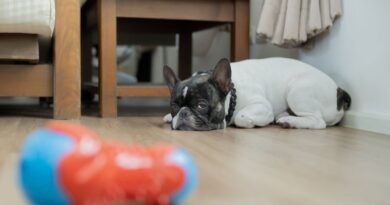 Dog trainer’s top tip to help owners avoid ‘heartbreaking’ pet issue