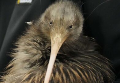 Kiwi birds reintroduced around New Zealand’s capital Wellington