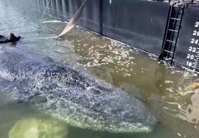 Humpback whale released in spectacular rescue effort, found dead off Denmark