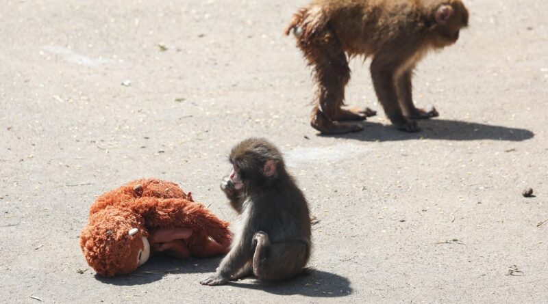 2 Americans arrested in Japan for climbing into viral baby monkey Punch’s zoo enclosure 2 Americans arrested in Japan for climbing into viral baby monkey Punch’s zoo enclosure