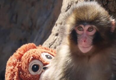 2 men detained after break-in at enclosure of ‘Punch’ the monkey 2 men detained after break-in at enclosure of ‘Punch’ the monkey