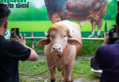 Buffalo named ‘Donald Trump’ is spared Eid sacrifice after viral fame in Bangladesh