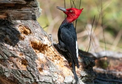 As hantavirus fears mount, birders defend Argentine cruise city as avian paradise