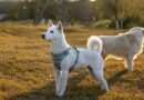 Not Labradors, pugs or spaniels – vet recommends 10 breeds