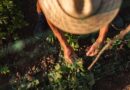 3 plants will thrive in shade and brighten any garden easily