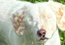 Dog nobody wants to rehome because he doesn’t have any eyes