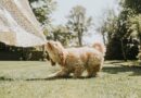 ‘I’m a vet and on day one of bringing your puppy home you must do one thing’