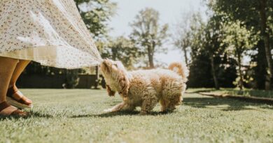 ‘I’m a vet and on day one of bringing your puppy home you must do one thing’