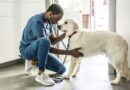 Vet warns owners could be shortening their pets’ lives