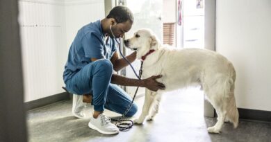 Vet warns owners could be shortening their pets’ lives