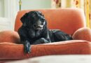 Vet urges everyone with dog aged 5 or over to follow 5 rules