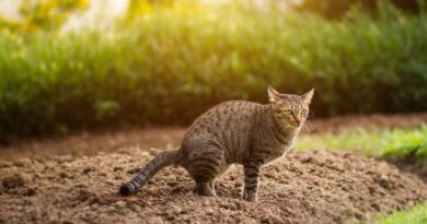Keep cats out of your garden with four natural methods that help deter them