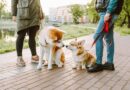 Rich family offers £50,000 for someone to care for their dogs and home