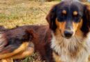 Rescue dog desperately wants loving home despite heartbreaking habit