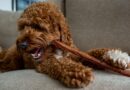 ‘I’m a vet, there’s 1 harsh reality doodle dog owners need to know’ ‘I’m a vet, there’s 1 harsh reality doodle dog owners need to know’