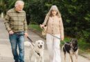 Dog owners told to check your paperwork – ‘alarm bells should ring’ | Personal Finance | Finance