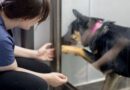 ‘I’m a vet and there’s clear sign it’s time to say goodbye to pet’