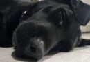 Pet owners taking dogs on walks near ‘ponds or rivers’ issued warning
