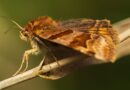 Not lavender or cloves – common item will stop moths damaging clothes