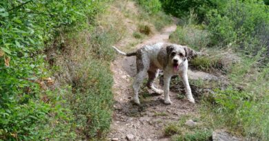 ‘I’m a vet and these are the 5 most overused dog names’