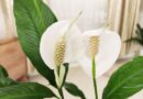 Make your peace lily bloom beautifully with 3 easy jobs in May