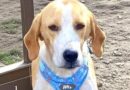 Dog left like ‘bag of bones’ on streets now needs a home