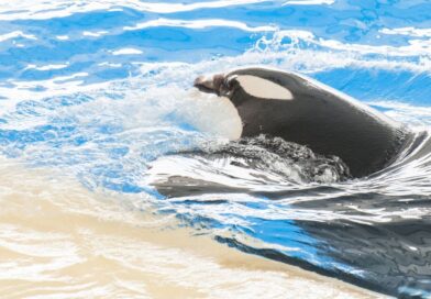 Major update for orcas stuck at Europe’s biggest marine park a year after closure | World | News