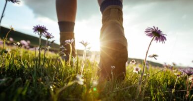 All Brits must watch out for ‘UK’s most dangerous insect’ during walks