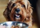 Family paying £60,000 for live-in dog sitter overwhelmed after ‘thousands’ apply