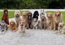 Vet settles debate on 5 dog breeds you should never have as a pet
