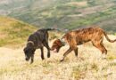 The UK’s most expensive dog breed named – costs £23,000 over its lifet | Personal Finance | Finance