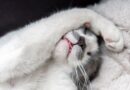 Not just for warmth – sweet reason cats fall asleep by feet Not just for warmth – sweet reason cats fall asleep by feet