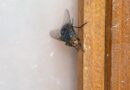 How to get rid of flies ‘instantly’ with 2 natural items