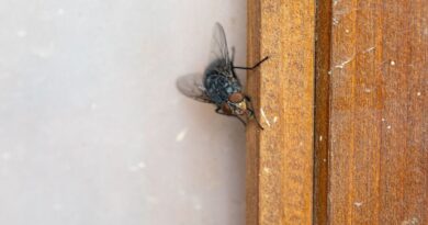 How to get rid of flies ‘instantly’ with 2 natural items