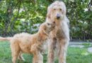 Why a wagging tail doesn’t always mean a dog is happy Why a wagging tail doesn’t always mean a dog is happy