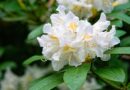 You’re pruning rhododendrons wrong – tweak helps flowers to multiply You’re pruning rhododendrons wrong – tweak helps flowers to multiply