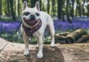 RSPCA’s warning to Brits taking their pets for walk this Bank Holiday RSPCA’s warning to Brits taking their pets for walk this Bank Holiday