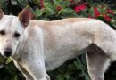 Nobody wants to rehome ‘broken’ dog because of how she looks Nobody wants to rehome ‘broken’ dog because of how she looks