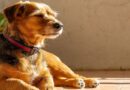 Vet’s urgent cancer warning for dogs sitting in the sun