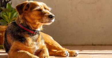 Vet’s urgent cancer warning for dogs sitting in the sun