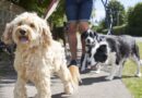 Dog owners urged to make 5-second check on Saturday Dog owners urged to make 5-second check on Saturday