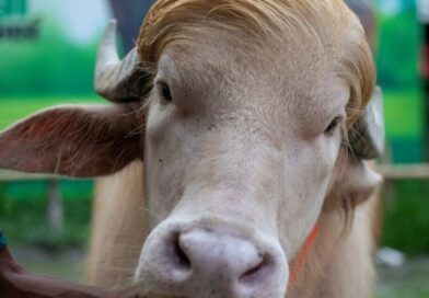 Albino buffalo named ‘Donald Trump’ to be slaughtered after becoming social media star | World | News